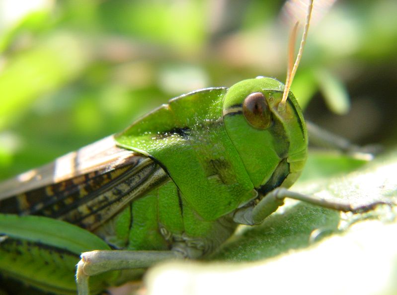 Locusta migratoria